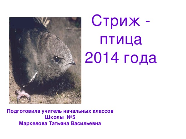 Стриж - птица 2014 года Подготовила учитель начальных классов Школы №5 Маркелова Татьяна Васильевна 