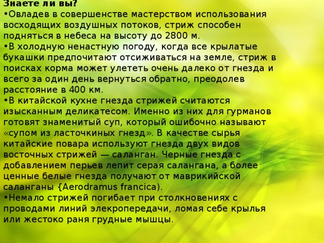 Знаете ли вы? Овладев в совершенстве мастерством использования восходящих воздушных потоков, стриж способен подняться в небеса на высоту до 2800 м. В холодную ненастную погоду, когда все крылатые букашки предпочитают отсиживаться на земле, стриж в поисках корма может улететь очень далеко от гнезда и всего за один день вернуться обратно, преодолев расстояние в 400 км. В китайской кухне гнезда стрижей считаются изысканным деликатесом. Именно из них для гурманов готовят знаменитый суп, который ошибочно называют « супом из ласточкиных гнезд » . В качестве сырья китайские повара используют гнезда двух видов восточных стрижей — саланган. Черные гнезда с добавлением перьев лепит серая салангана, а более ценные белые гнезда получают от маврикийской саланганы {Aerodramus francica). Немало стрижей погибает при столкновениях с проводами линий элекропередачи, ломая себе крылья или жестоко раня грудные мышцы. 