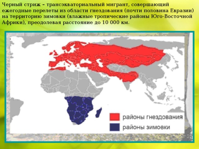 Черный стриж – трансэкваториальный мигрант, совершающий ежегодные перелеты из области гнездования (почти половина Евразии) на территорию зимовки (влажные тропические районы Юго-Восточной Африки), преодолевая расстояние до 10 000 км.   