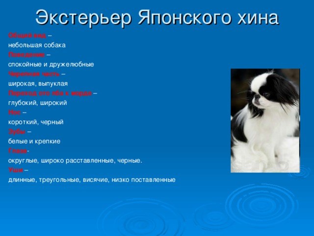 Экстерьер Японского хина Общий вид – небольшая собака Поведение – спокойные и дружелюбные Черепная часть – широкая, выпуклая Переход ото лба к морде – глубокий, широкий Нос – короткий, черный Зубы – белые и крепкие Глаза - округлые, широко расставленные, черные. Уши – длинные, треугольные, висячие, низко поставленные 
