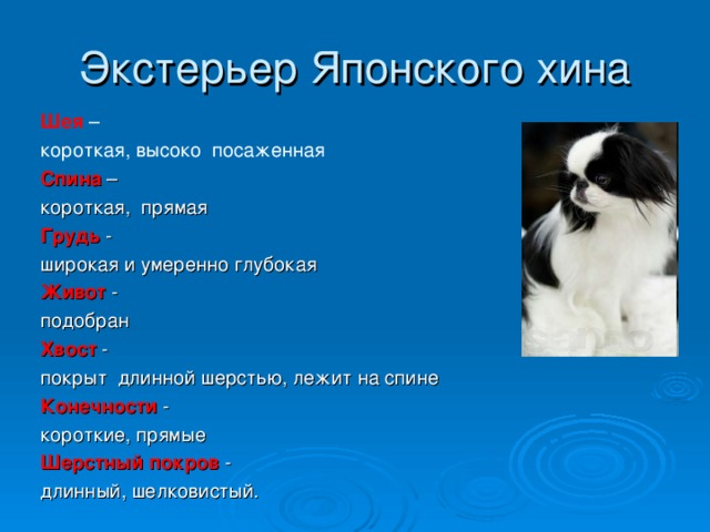 Экстерьер Японского хина Шея  – короткая, высоко посаженная Спина – короткая, прямая Грудь  - широкая и умеренно глубокая Живот  - подобран Хвост  - покрыт длинной шерстью, лежит на спине Конечности  - короткие, прямые Шерстный покров  - длинный, шелковистый. 