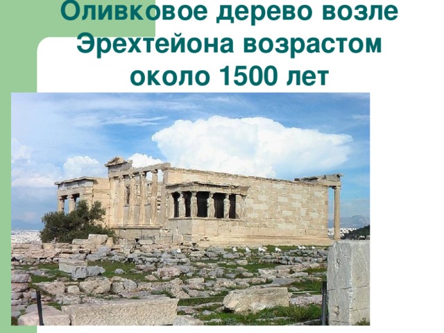 Оливковое дерево возле Эрехтейона возрастом около 1500 лет 