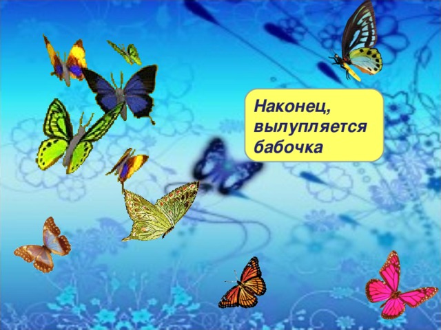 Наконец, вылупляется бабочка 