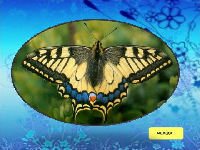  махаон 