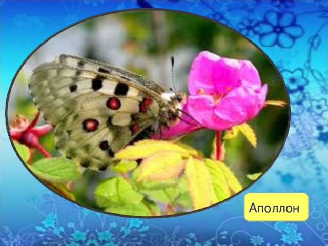 Аполлон 