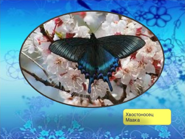 Хвостоносец Маака 