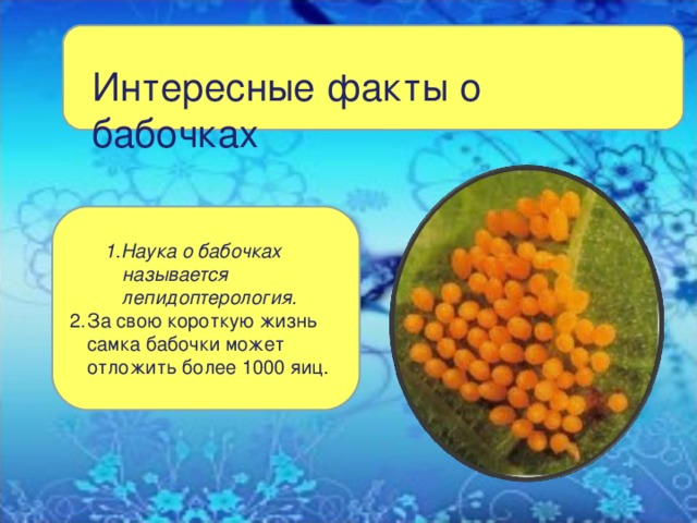 Интересные факты о бабочках 1.Наука о бабочках называется лепидоптерология. 1.Наука о бабочках называется лепидоптерология. За свою короткую жизнь самка бабочки может отложить более 1000 яиц . 