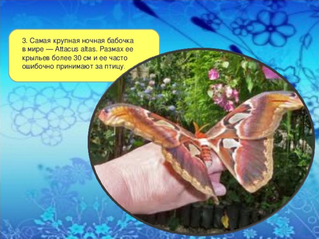 3. Самая крупная ночная бабочка в мире — Attacus altas. Размах ее крыльев более 30 см и ее часто ошибочно принимают за птицу . 