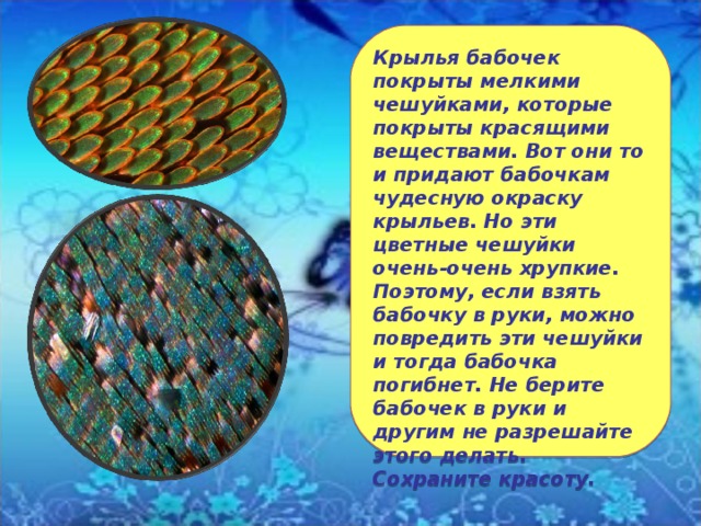 Крылья бабочек покрыты мелкими чешуйками, которые покрыты красящими веществами. Вот они то и придают бабочкам чудесную окраску крыльев. Но эти цветные чешуйки очень-очень хрупкие. Поэтому, если взять бабочку в руки, можно повредить эти чешуйки и тогда бабочка погибнет. Не берите бабочек в руки и другим не разрешайте этого делать. Сохраните красоту. 