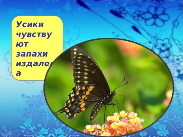 Усики чувствуют запахи издалека 