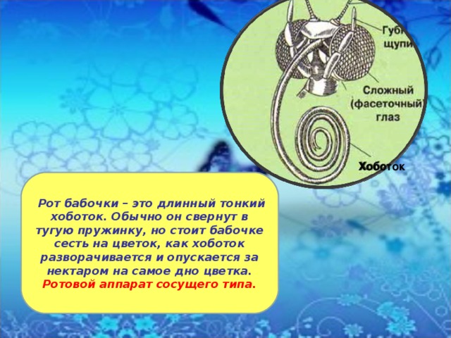 Хоботок  Рот бабочки – это длинный тонкий хоботок. Обычно он свернут в тугую пружинку, но стоит бабочке сесть на цветок, как хоботок разворачивается и опускается за нектаром на самое дно цветка. Ротовой аппарат сосущего типа. 
