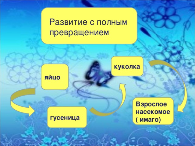 Развитие с полным превращением куколка яйцо Взрослое насекомое ( имаго) гусеница 