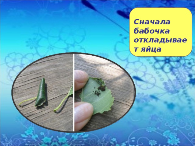  Сначала бабочка откладывает яйца 