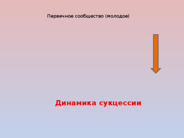 Первичное сообщество (молодое) Первичное сообщество (молодое) Динамика сукцессии Серия промежуточных сообществ Серия промежуточных сообществ Климаксное ( постоянное) сообщество Климаксное ( постоянное) сообщество 