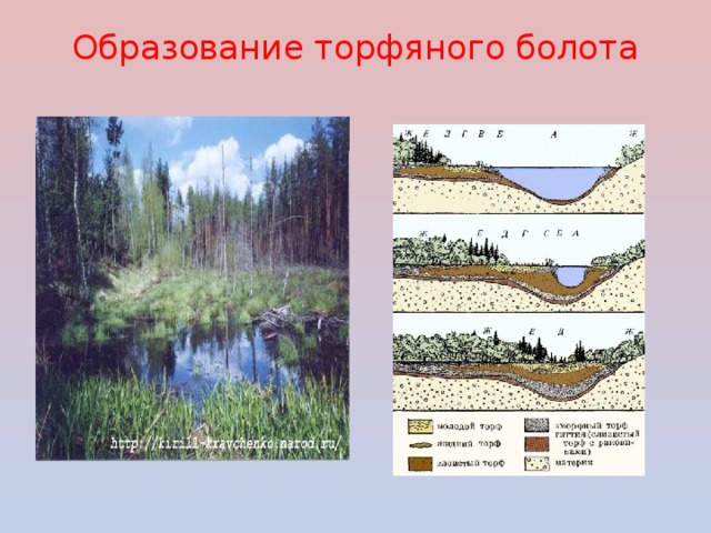 Основные причины болот. Процесс образования болота. Образование торфяных болот. Образование торфа схема. Образование торфа на болотах.