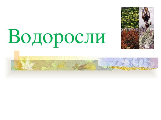 Водоросли 