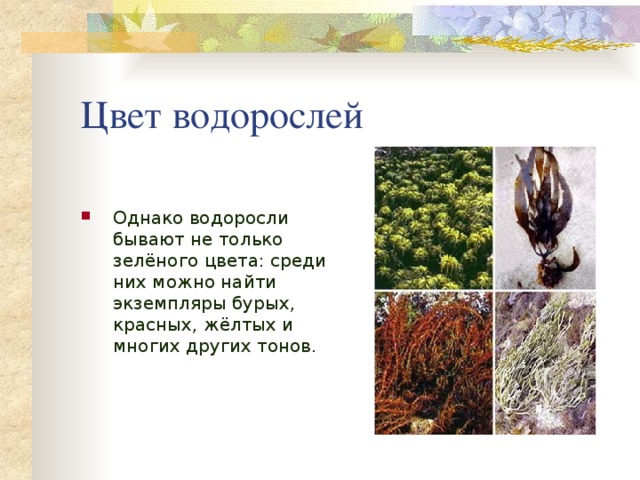 Цвет водорослей Однако водоросли бывают не только зелёного цвета: среди них можно найти экземпляры бурых, красных, жёлтых и многих других тонов. 