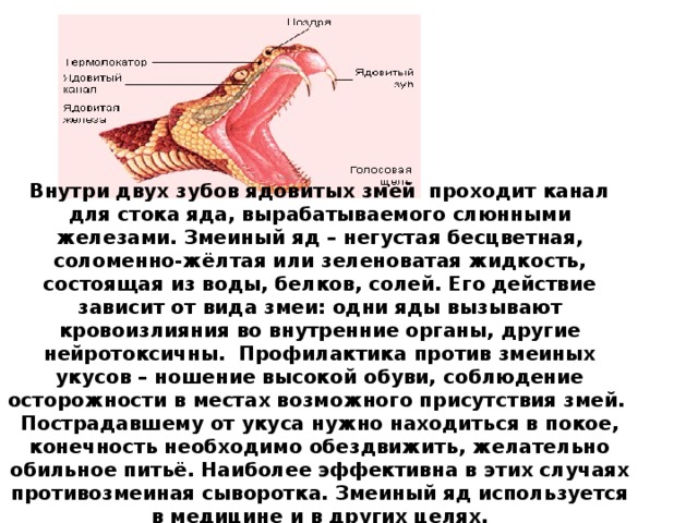 Внутри двух зубов ядовитых змей проходит канал для стока яда, вырабатываемого слюнными железами. Змеиный яд – негустая бесцветная, соломенно-жёлтая или зеленоватая жидкость, состоящая из воды, белков, солей. Его действие зависит от вида змеи: одни яды вызывают кровоизлияния во внутренние органы, другие нейротоксичны. Профилактика против змеиных укусов – ношение высокой обуви, соблюдение осторожности в местах возможного присутствия змей. Пострадавшему от укуса нужно находиться в покое, конечность необходимо обездвижить, желательно обильное питьё. Наиболее эффективна в этих случаях противозмеиная сыворотка. Змеиный яд используется в медицине и в других целях.  