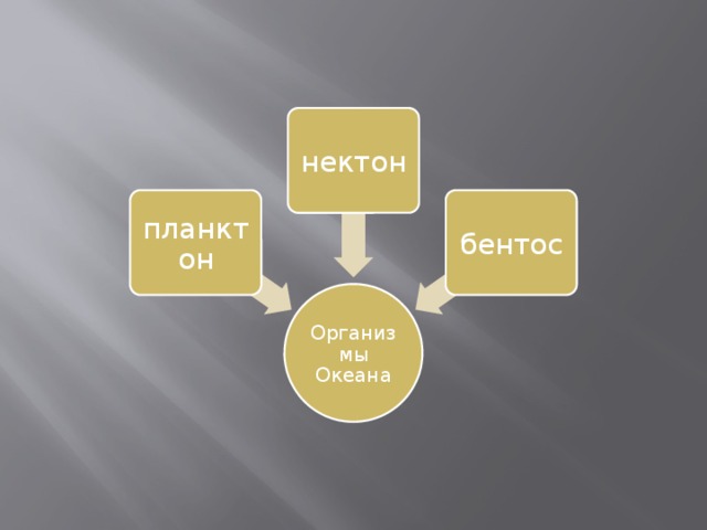 нектон планктон бентос Организмы Океана 