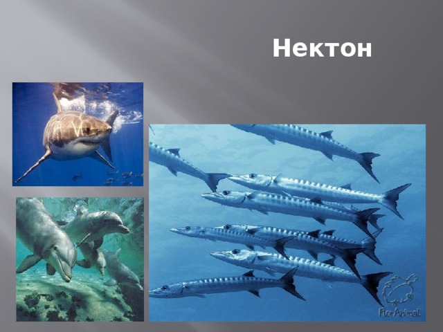 Каковы особенности живых организмов в океане. Планктон Нектон бентос. Представители нектона. Нектон рыбы. Обитатели океана Нектон.