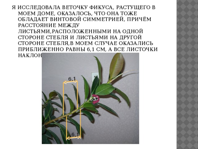 6,1 Я ИССЛЕДОВАЛА ВЕТОЧКУ ФИКУСА, РАСТУЩЕГО В МОЕМ ДОМЕ, ОКАЗАЛОСЬ, ЧТО ОНА ТОЖЕ ОБЛАДАЕТ ВИНТОВОЙ СИММЕТРИЕЙ, ПРИЧЁМ РАССТОЯНИЕ МЕЖДУ ЛИСТЬЯМИ,РАСПОЛОЖЕННЫМИ НА ОДНОЙ СТОРОНЕ СТЕБЛЯ И ЛИСТЬЯМИ НА ДРУГОЙ СТОРОНЕ СТЕБЛЯ,В МОЕМ СЛУЧАЕ ОКАЗАЛИСЬ ПРИБЛИЖЕННО РАВНЫ 6,1 СМ, А ВСЕ ЛИСТОЧКИ НАКЛОНЕНЫ К СТЕБЛЮ ПОД УГЛОМ 65˚ 65˚ 6,1 