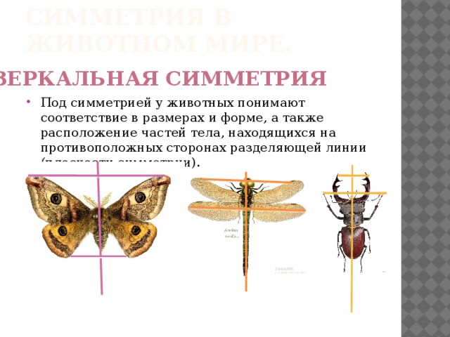 Укажите тип симметрии животного изображенного на рисунке