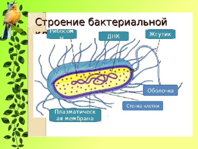 Строение и жизнедеятельность растительной клетки.        1. Строение растительной клетки: целлюлозная оболочка, плазматическая мембрана, цитоплазма с органоидами, ядро, вакуоли с клеточным соком. Наличие пластид — главная особенность растительной клетки.             2. Функции клеточной оболочки — придает клетке форму, защищает от факторов внешней среды.             3. Плазматическая мембрана — тонкая пленка, состоит из взаимодействующих молекул липидов и белков, отграничивает внутреннее содержимое от внешней среды, обеспечивает транспорт в клетку воды, минеральных и органических веществ путем осмоса и активного переноса, а также удаляет вредные продукты жизнедеятельности.             4. Цитоплазма — внутренняя полужидкая среда клетки, в которой расположено ядро и органоиды, обеспечивает связи между ними, участвует в основных процессах жизнедеятельности.            