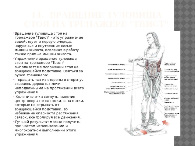 Какой цифрой на рисунке обозначены мышцы сгибающие и вращающие туловище вокруг продольной оси