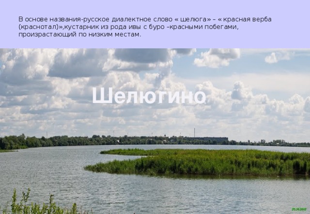 В основе названия-русское диалектное слово « шелюга» – « красная верба (краснотал)»,кустарник из рода ивы с буро –красными побегами, произрастающий по низким местам. Шелюгино Шелюгино  