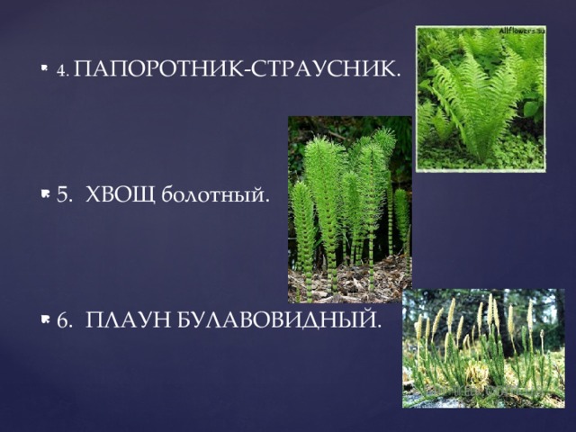 укажите признаки отличия плаунов от папоротников биология 6 класс. многообразие папоротников плаунов хвощей таблица. укажите отличия плаунов от папоротников. значение папоротников хвощей и плаунов. укажите отличия плаунов от папоротников.