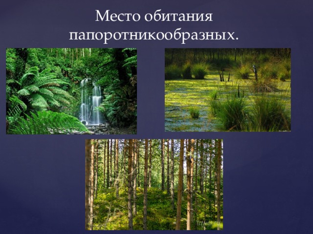 Место обитания папоротников. Среда обитания папоротниковидных. Папоротникообразные место обитания. Папоротники Папоротниковидные среда обитания.