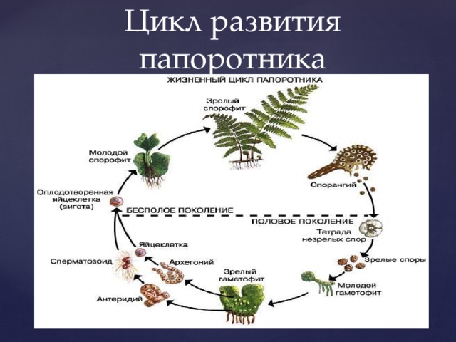 Пользуясь схемой опишите цикл развития папоротника стрелками покажите этапы развития