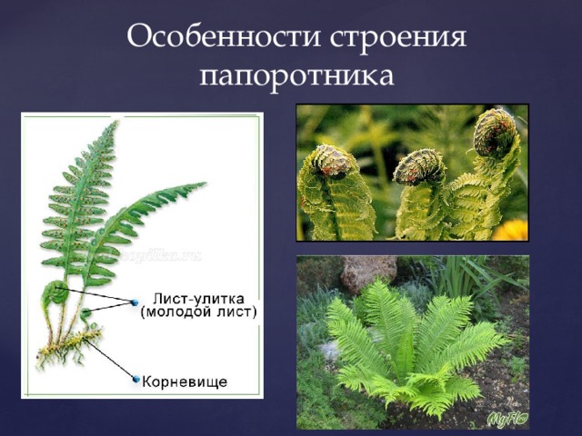 Общая характеристика папоротников 6 класс. Отдел Папоротникообразные строение. Строение гаметофита папоротника. Особенности строения папоротниковидных.