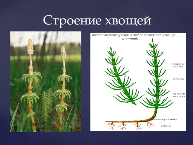 Практическая работа изучение внешнего строения хвоща