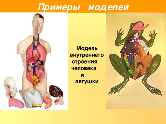 Примеры моделей Модель внутреннего строения человека и лягушки 