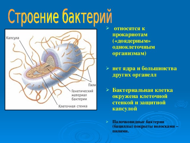  относятся к прокариотам («доядерным» одноклеточным организмам)  нет ядра и большинства других органелл  Бактериальная клетка окружена клеточной стенкой и защитной капсулой  Палочковидные бактерии (бациллы) покрыты волосками – пилями. 