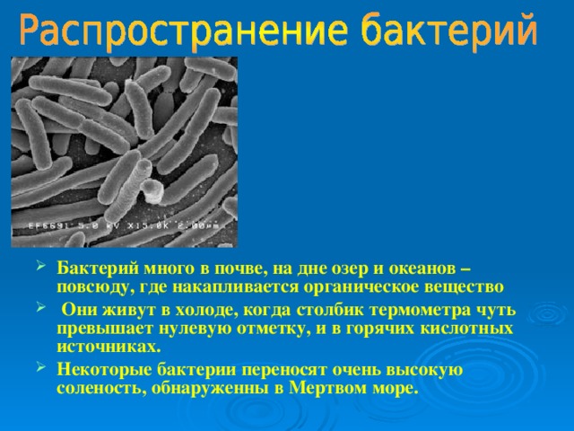 Бактерий много в почве, на дне озер и океанов – повсюду, где накапливается органическое вещество  Они живут в холоде, когда столбик термометра чуть превышает нулевую отметку, и в горячих кислотных источниках. Некоторые бактерии переносят очень высокую соленость, обнаруженны в Мертвом море. 