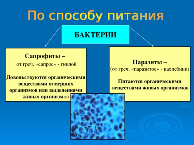 БАКТЕРИИ Паразиты – (от греч. «паразитос» - нахлебник ) Питаются органическими  веществами живых организмов  Сапрофиты –  от греч. «сапрос» - гнилой Довольствуются органическими веществами отмерших организмов или выделениями живых организм ов 