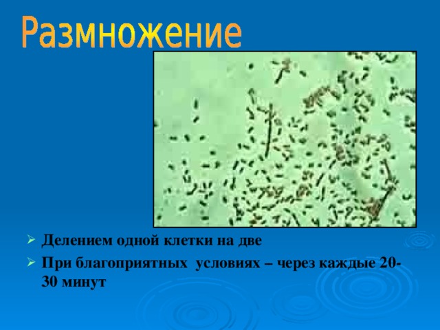 Делением одной клетки на две При благоприятных условиях – через каждые 20-30 минут  