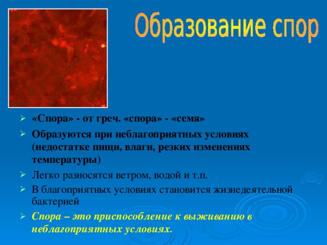 «Спора» - от греч. «спора» - «семя» Образуются при неблагоприятных условиях (недостатке пищи, влаги, резких изменениях температуры) Легко разносятся ветром, водой и т.п. В благоприятных условиях становится жизнедеятельной бактерией Спора – это приспособление к выживанию в неблагоприятных условиях.   