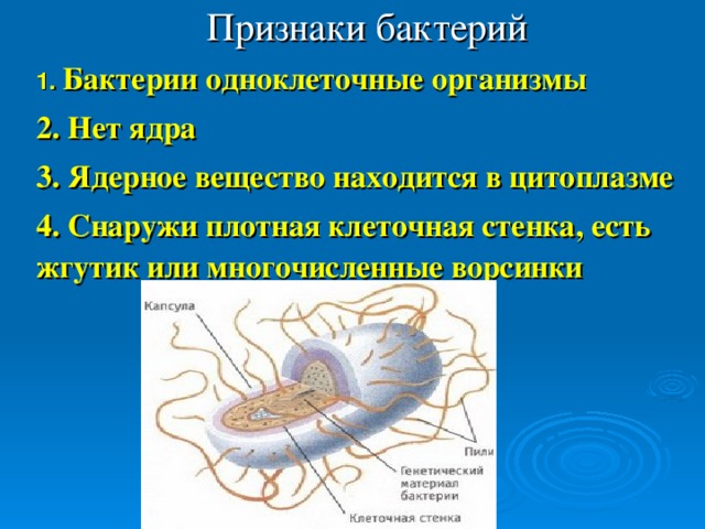 Признаки бактерий 1.  Бактерии одноклеточные организмы 2. Нет ядра 3. Ядерное вещество находится в цитоплазме 4. Снаружи плотная клеточная стенка, есть жгутик или многочисленные ворсинки  