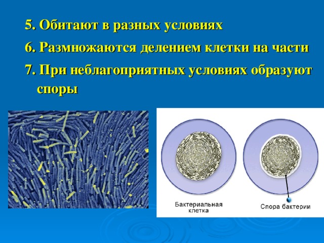 5. Обитают в разных условиях 6. Размножаются делением клетки на части 7. При неблагоприятных условиях образуют споры 