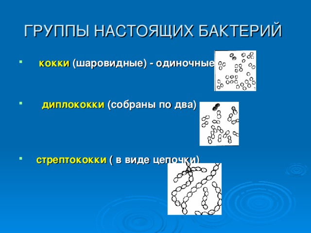 ГРУППЫ НАСТОЯЩИХ БАКТЕРИЙ   кокки (шаровидные) - одиночные    диплококки (собраны по два)     стрептококки ( в виде цепочки)  