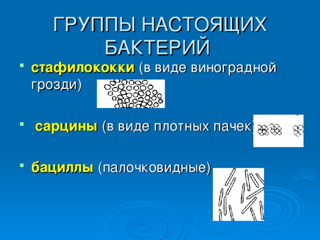 ГРУППЫ НАСТОЯЩИХ БАКТЕРИЙ стафилококки (в виде виноградной грозди)  сарцины  (в виде плотных пачек) бациллы (палочковидные) 