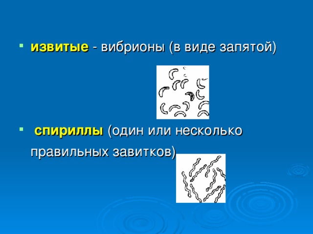 извитые - вибрионы (в виде запятой)  спириллы (один или несколько  правильных завитков) 