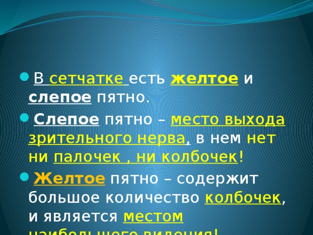 Что называют слепым пятном. Содержит желтое пятно. Желтое пятно место над слепым пятном в котором много нет рецепторов. Желтое пятно это место. Желтое и слепое пятно.