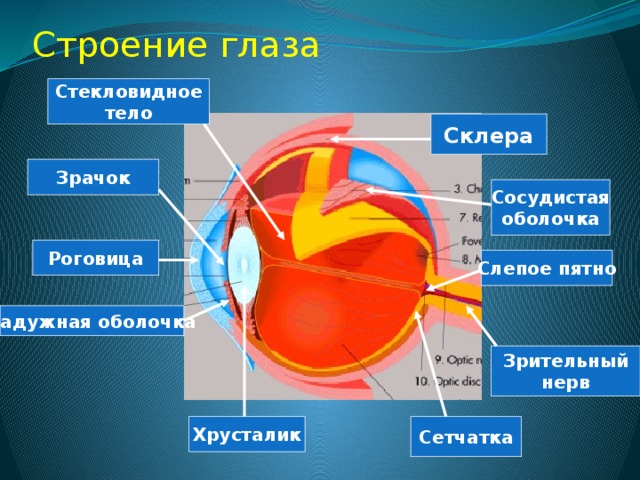 Тело глаза. Склера сетчатка слепое пятно роговица хрусталик стекловидное. Строение глаза сетчатка роговица хрусталик. Стекловидное тело глаза анатомия. Глаз строение стекловидное.