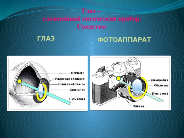 В чем принципиальное различие механизмов фокусировки изображения глаза и фотоаппарата