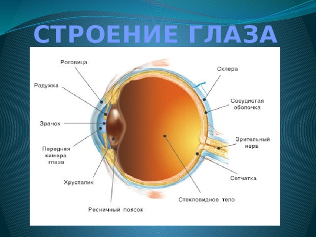 Рисунок по биологии 8 класс строение глаза