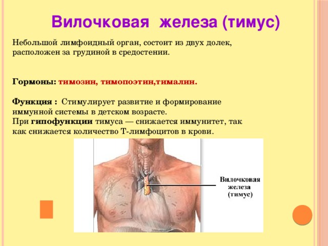 Где находится вилочковая кость у человека фото